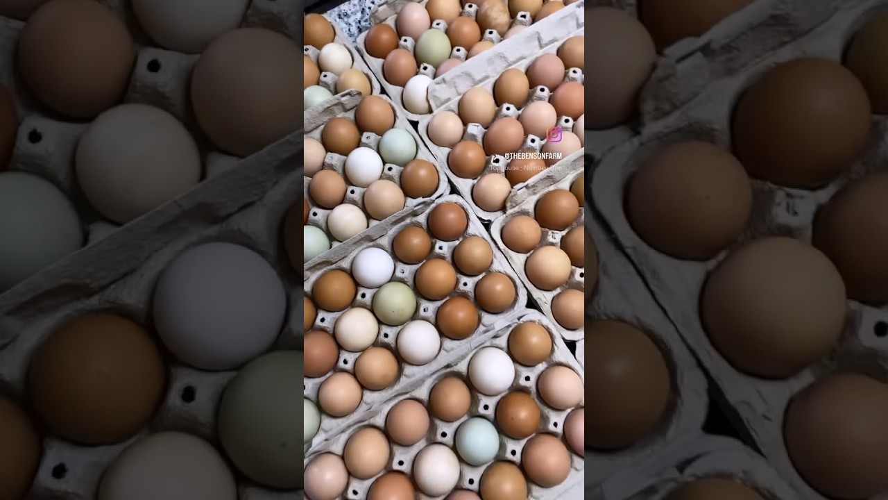 Video thumbnail representing the farming operation